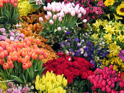 Petala Florista